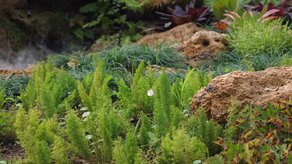 Lush green plants and rocks in serene garden, showcasing natural outdoor environment and landscape design. Nature and Tranquility