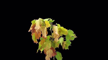 Wall Mural - Time lapse of drying tree leaves, 4K with ALPHA channel
