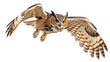 © Natural PNG - Majestic Owl in Flight: A powerful great horned owl soars with outstretched wings against a pristine white background, capturing the essence of grace, power, and predatory focus in the avian world.