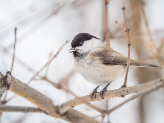 Wall Mural - Cute bird the willow tit, song bird sitting on a branch without leaves in the winter.