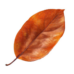 Wall Mural - A leaf with a red stem and veins