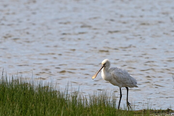 Sticker - Spatule blanche - Platalea leucorodia - échassiers - Threskiornithidae