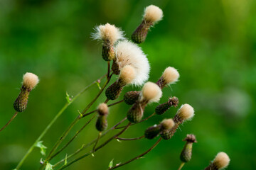 Wall Mural - Acker-Kratzdistel (Cirsium arvense) im Herbst