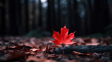 Canvas Print - A red maple leaf is placed on the ground