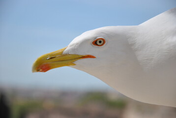 seagull white in italy