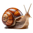 © Khaisan - snail isolated on white background