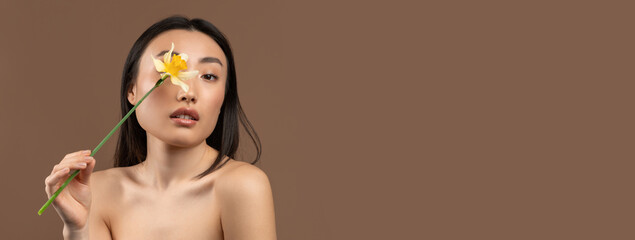 Tender korean lady holding beautiful daffodil flower and closing eye, posing over brown studio background and looking at camera. Portrait of asian woman having silky skin and nude makeup, copy space