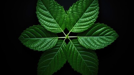 Poster - leaf on black background