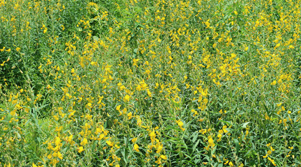 Wall Mural - stunning vivid yellow crotalaria juncea or sunn hemp field in sun