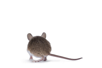 Poster - African pygmy mouse aka Mus minutoides and smallest rodent in the world, walking away from camera. No face, just butt and tail. Isolated on a white background.