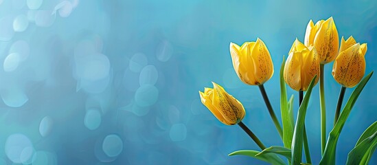 Poster - Blue background with fresh yellow tulips on a greeting card or banner providing a designated area for text or inscriptions in the copy space image