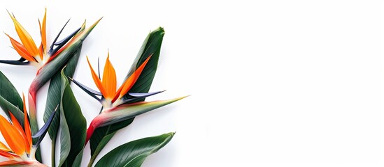 Poster - Bird of Paradise flowers Strelitzia reginae displayed in a white backdrop with copy space image