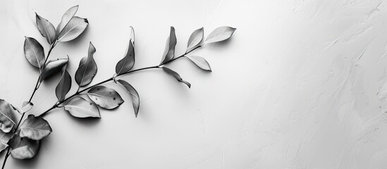 Aufkleber - Copy space image featuring plant leaves on a monochromatic backdrop