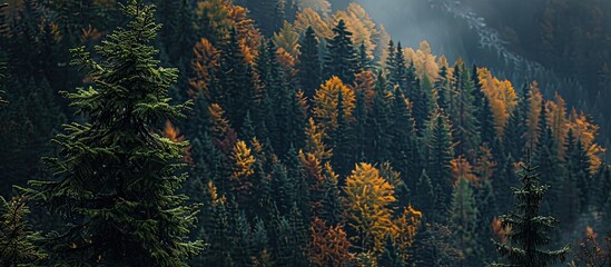 Sticker - Autumn forest backdrop with dark green and yellow trees on mountainside featuring a pine branch in the foreground ideal for a copy space image