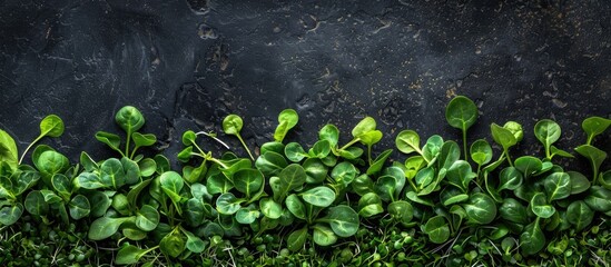 Poster - Fresh green spinach petals and microgreens mimicking lush grass on a menu background cater to keto or paleo diets in a top view copy space image