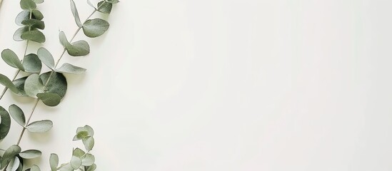 Fototapete - Top down view of a chic notepad paper and green eucalyptus twig on a plain white backdrop creating a feminine layout with copy space image