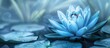© Gular - Detailed closeup showcasing a blue lotus with copy space for use as a background or wallpaper image