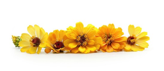 Poster - Yellow zinnia flowers in bloom arranged as a bouquet Set against a white background for a clear copy space image