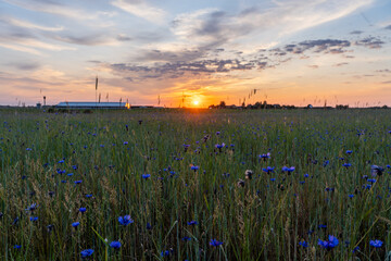 Wall Mural - blue flowers in a cornfield at sunset