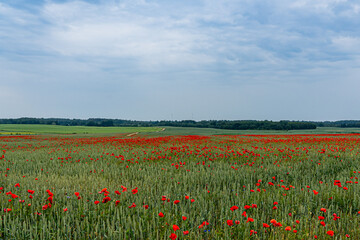 Wall Mural - a vast field of red poppies and a country road in the distance