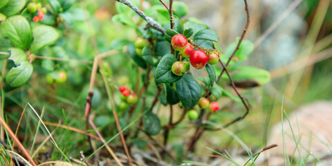 Wall Mural - A sprig of semi-red ripening wholesome lingonberry with green leaves and grass on a blurred background. Nature background. Wild partridgeberry, or cowberry grows in the pine forest.