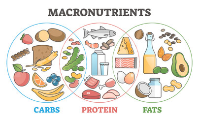 Macronutrients educational diet scheme with carbs, protein and fats outline concept, transparent background. Food chart with product examples illustration. Dieting and healthy eating diagram.