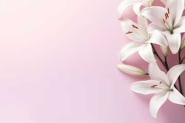 Wall Mural - White liliesgradient background backgrounds blossom flower.