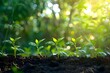 © Muzikitooo - New Life Sprouting in the Sunlight