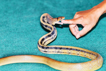 Aggressive snake Coelognathus radiatus commonly known as the radiated ratsnake is biting a finger