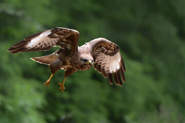 Canvas Print - Common Buzzard (Buteo buteo) flying in the forest of Noord Brabant in the Netherlands.  Green forest 