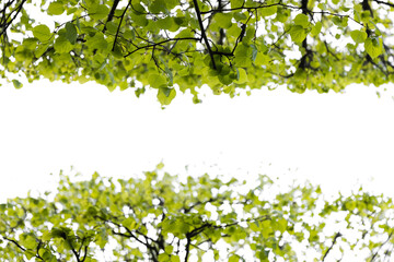 Wall Mural - linden tree branches with green leaves isolated on white background