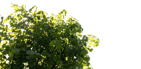 Wall Mural - linden tree branches with green leaves isolated on white