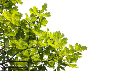 Wall Mural - oak tree branches with green leaves isolated on white background