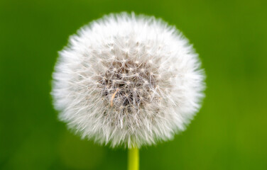 Wall Mural - fluffy white dandelion seedhead, macro photo