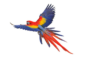 Wall Mural - Colorful flying Scarlet Macaw parrot isolated on transparent background png file