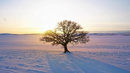 Canvas Print - A lone tree stands tall against the vast expanse of the snowy tundra its branches dusted with delicate snowflakes as the sun rises behind it.