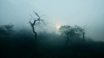 Poster - A thick blanket of fog hovers over the swamp adding an eerie and mysterious atmosphere to the already dense rainforest.