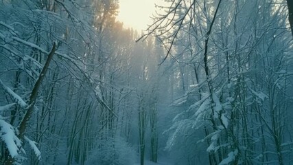 Aufkleber - In the dim light of dawn the frozen forest takes on a magical quality as the frost glistens on every branch and leaf creating a winter wonderland.