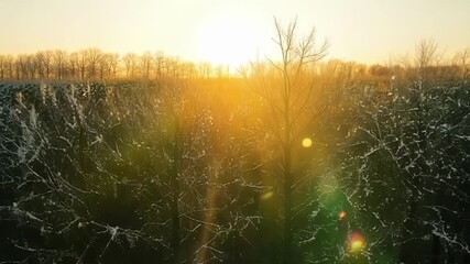 Poster - As the sun rises the frozen trees begin to come to life their branches seemingly reaching towards the warm light in a beautiful display of natures resilience.