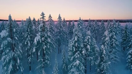 Poster - The trees in the frozen forest stand tall and proud coated in a layer of ice and snow that glimmers and sparkles in the gentle light of dawn.
