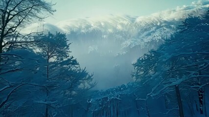 Poster - As the light grows brighter the frozen forest takes on a blueishgray hue creating an otherworldly atmosphere thats both beautiful and eerie.