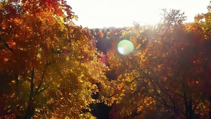 Poster - The canopies of an autumn forest create a breathtaking mosaic of colors a true feast for the eyes.
