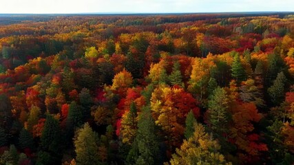 Poster - From above the canopy of an autumn forest looks like a vibrant patchwork quilt with shades of red orange and yellow intermingling.