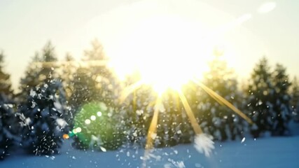 Poster - Snowflakes dance in the gentle morning breeze creating a magical atmosphere as the sun comes up.