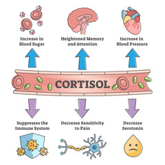 Wall Mural - Cortisol hormone increased or decreased level symptom scheme outline concept, transparent background. Educational labeled medical explanation with most common symptoms diagram illustration.