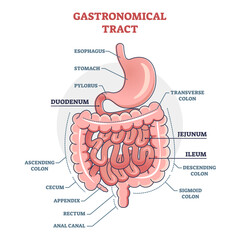 Sticker - Gastronomical tract and digestive system isolated structure outline diagram, transparent background.Labeled educational human stomach with medical titles illustration.