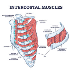 Wall Mural - Intercostal muscles between ribs in anatomical chest cage outline diagram, transparent background. Labeled educational expand and contract skeleton ability for breathing illustration.