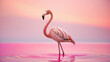 © SONGYANG - Graceful Flamingo in a Pink Lake