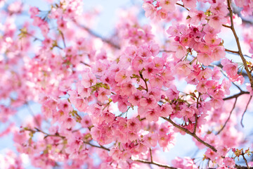 Wall Mural - Closed up background of pink color flower sakura (cherry) blossom