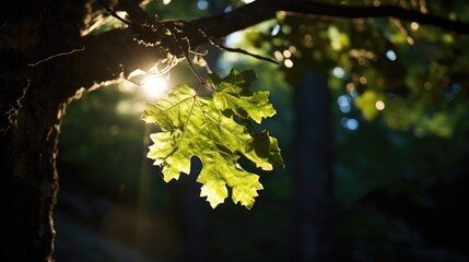 Wall Mural - A single leaf